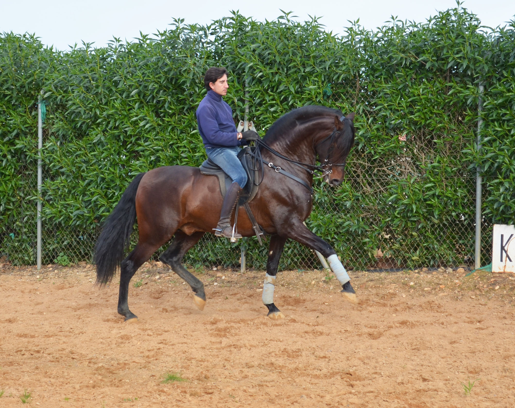 Caballo en Venta